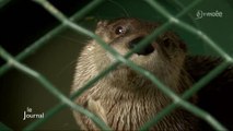 Natur'Zoo de Mervent : Deux nouvelles loutres du Canada