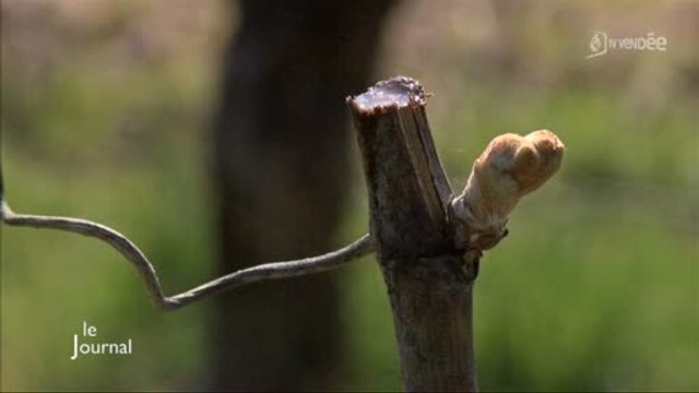 Viticulture : La taille de la vigne a beaucoup de retard