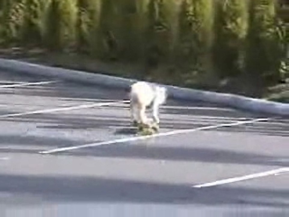 animaux chien roller