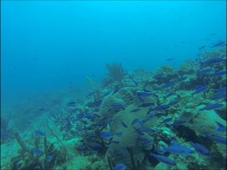 le chant des baleines