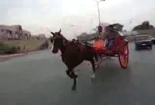 tanga race PARWAZ HORSE TRY rawalpindi