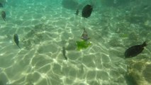 Lahina, Maui Black Rock Snorkeling GoPro Hero3 
