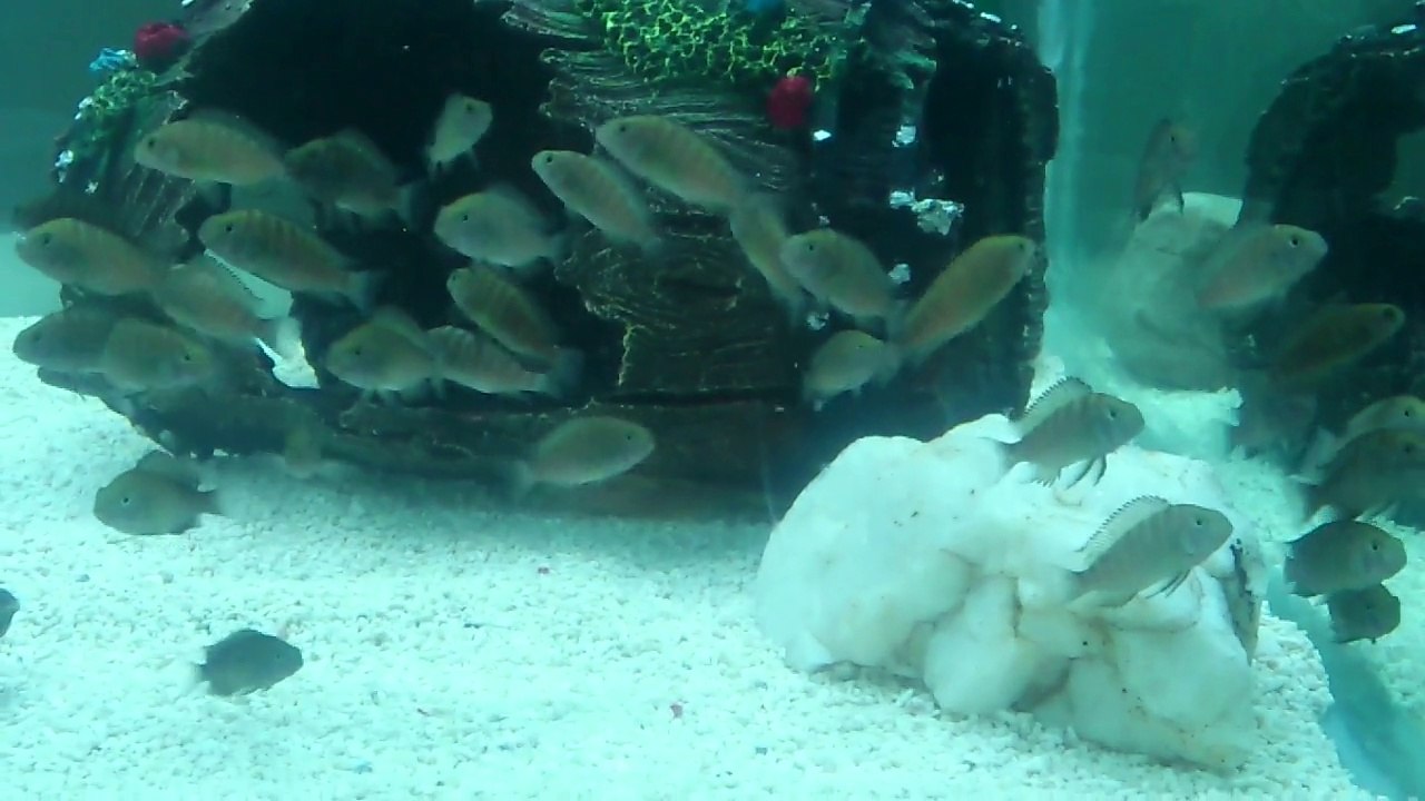 Yavrular Yeni Akvaryumunda 28.03.2014