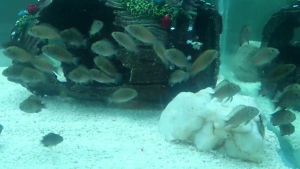 Yavrular Yeni Akvaryumunda 28.03.2014