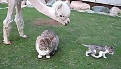 Lacey the Alpaca Meets a Kitten