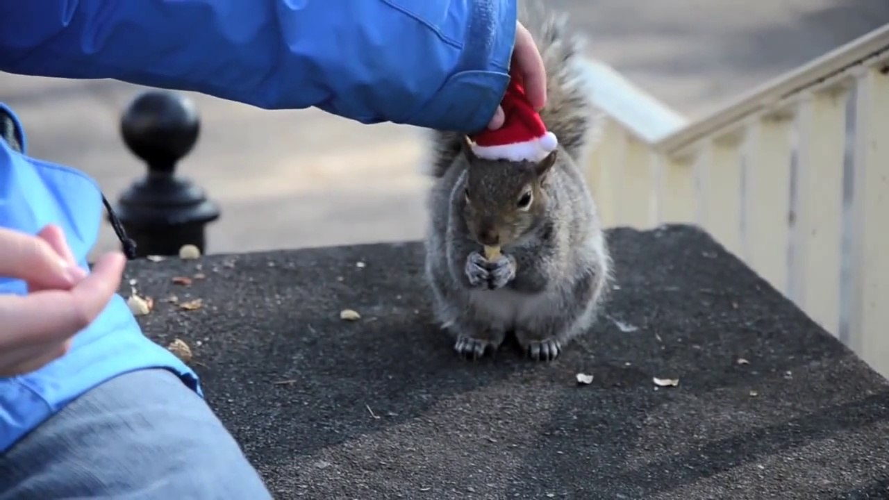 Penn State’s Squirrel Whisperer Makes The Squirrels Little Hats And Takes Adorable Pictures