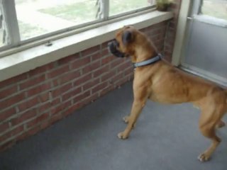 Dünyanın En Korkak Köpeği