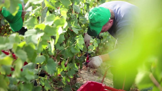 Harvest in Grand Cru Champagne by ROGER BRUN in AY