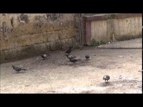 Aversa (CE) - Ripulita area di fronte alla Curia (27.03.14)