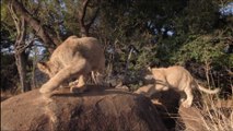 African Safari 3D - Preview 