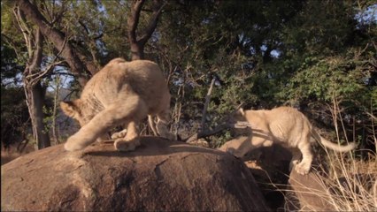 African Safari 3D - Preview "Bébés lions" [VF|HD720p]