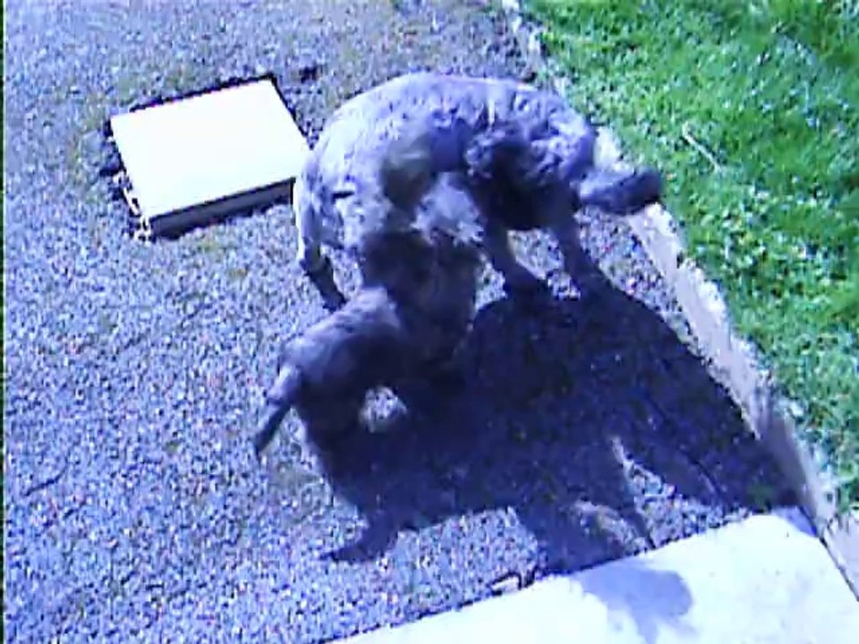 dur dur avec les deux chiens