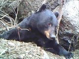 Man Stumbles Across Big Bear Surprise