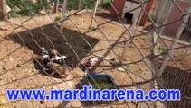 Mardin Hayvan Barınağında, Bulunan Hayvanlar Açlıktan Kırılıyor
