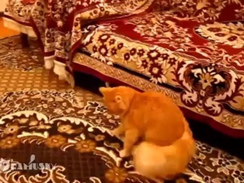 Ce chat a une drôle de réaction quand son maître joue aux jeux vidéo. Vous allez être surpris