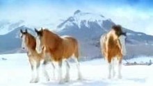 Budweiser Horses vs. Asses Commercial