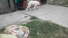 OZZY JUGANDO