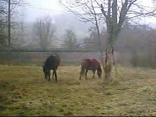 Les boudins :) 28/12/06