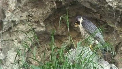 Le faucon pèlerin DV 16-9 (6'43'')