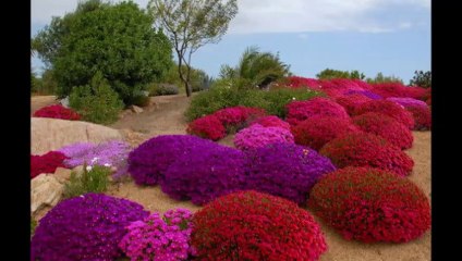 MAZLUM ÇİMEN SEN OLSAYDIN