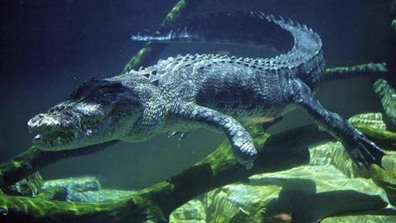 101 East - Killer Crocs