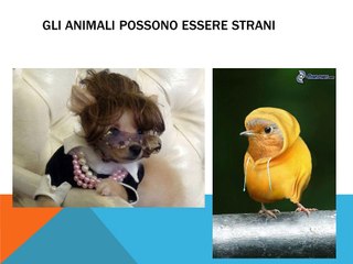 ludo tommi richi
