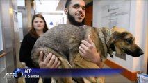 Stray dogs from Sochi arrive in Washington DC