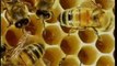 Bal Arıları Petekleri Neden Altıgen Şeklinde Yaparlar