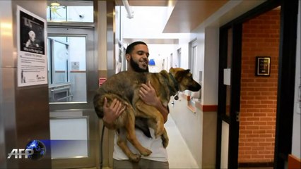 Des chiens errants de Sotchi trouvent refuge aux Etats-Unis