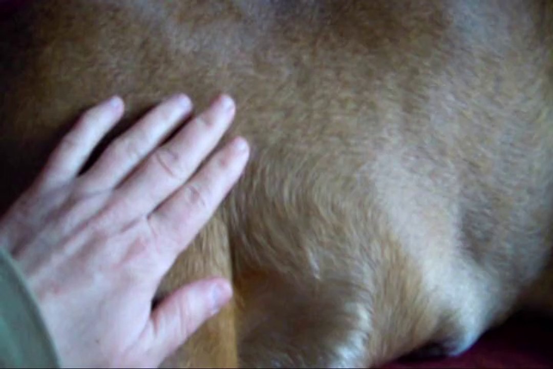 Geisha des Steppes Perdues (CHEYENNE de SAINT QUINIS X UCELLO du DOLON / Portée des "G" 2011), à 60 jours de gestation