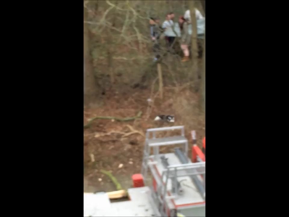 Cat Rescue Evolves Into Flying Cat Attack