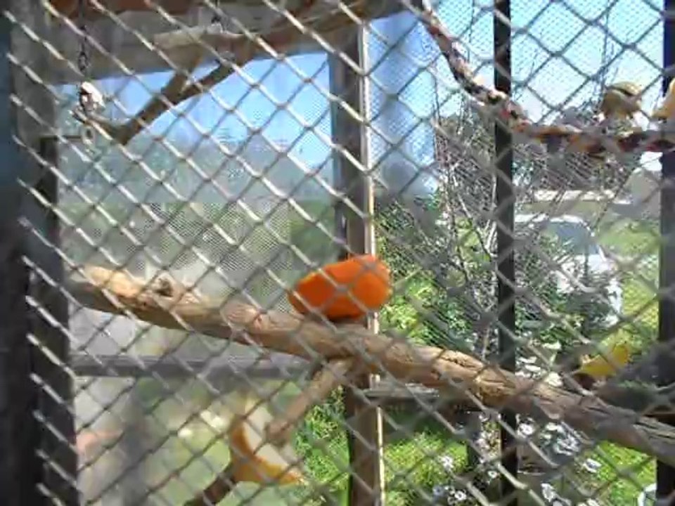 Une petite partie de mes volières.2014.03.28.