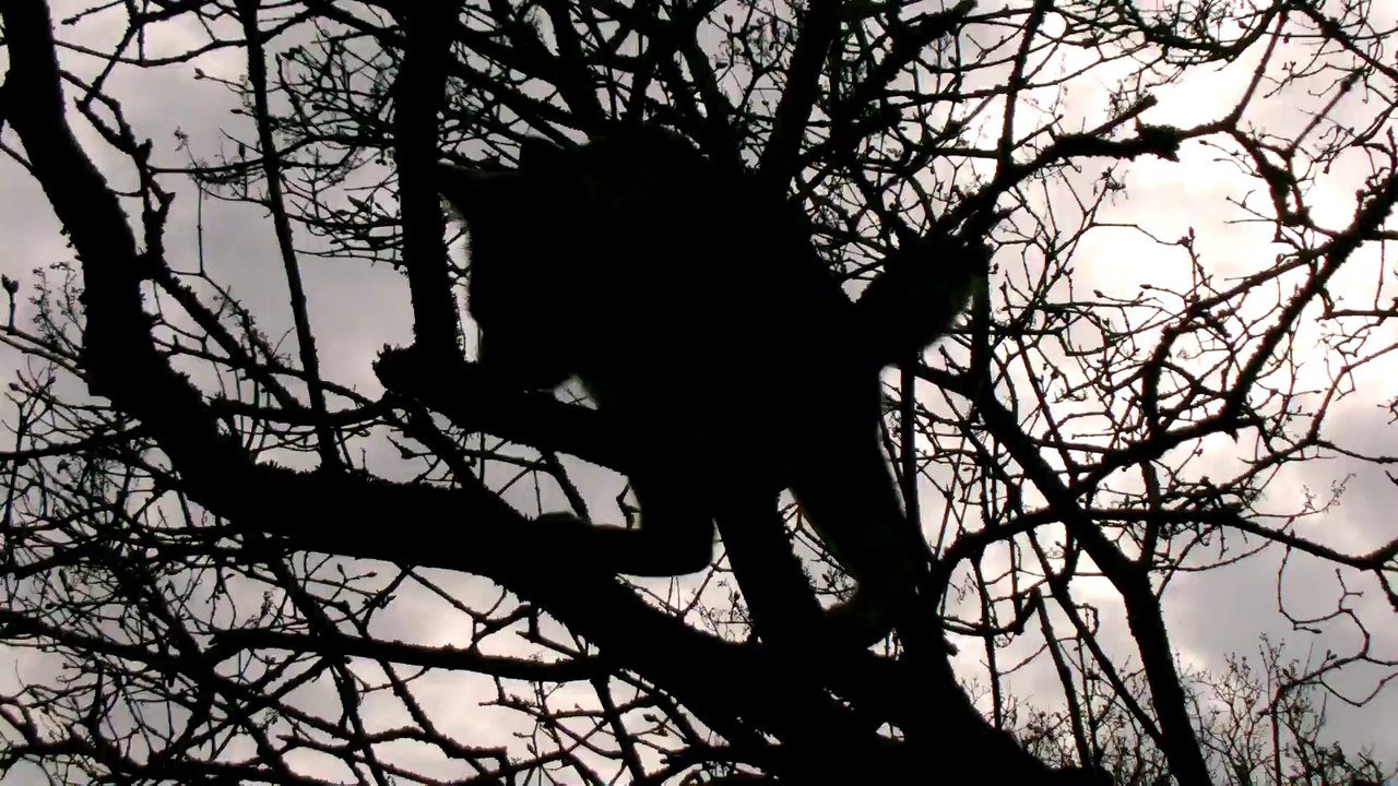 Curry Turnen im Fliederbaum 140413