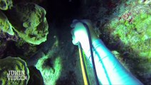 Shark ATTACKS Diver | 70 Feet Deep in Cayman Islands