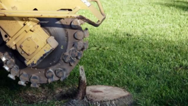 Rivas Landscaping Service (540) 848-1738