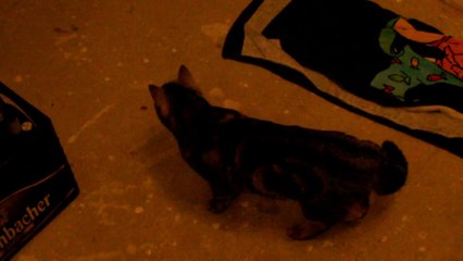 Curry und Mocca Erste Sicht durch Glaswand 070314