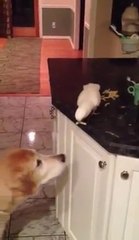 Papağanın Yaptığına İnanamayacaksınız!