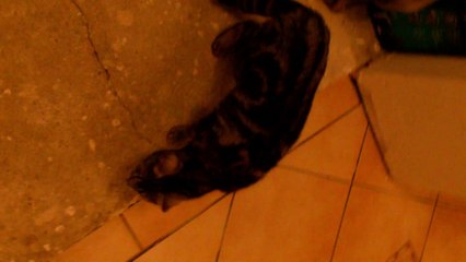 Curry und Mocca Erste Sicht durch Glaswand 2 070314