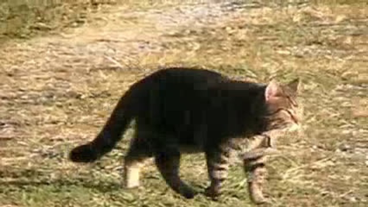 denemeVideo