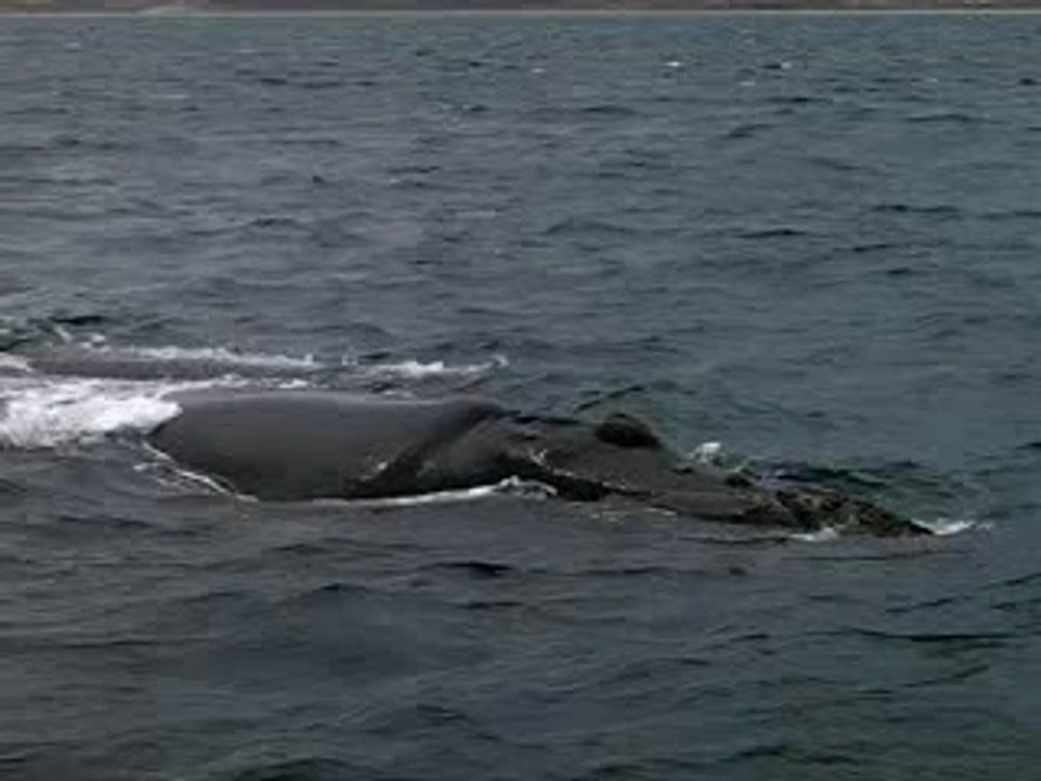 Baleine franche australe
