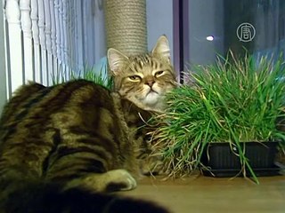 Первое кошачье кафе начало работу в Лондоне