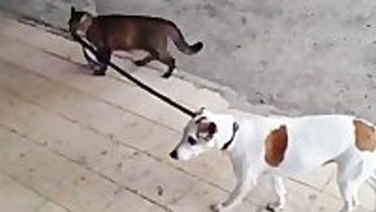 Cat Walks Dog