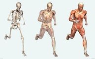 Amazing facts about the human body