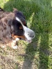 Atoll terreuse-20140324