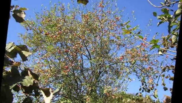 dombira,klip,karadeniz,eynesilhaber,giresun,eynesil