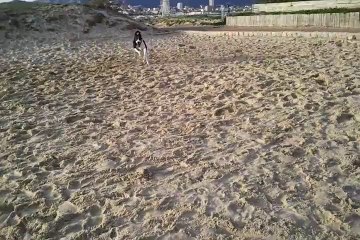 Houchka 5mois et sa copine Emmy