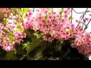 Rooh-e-Pak (Pastor Javed , Ruth)