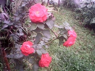 Plantando Bem...Pra colher bem