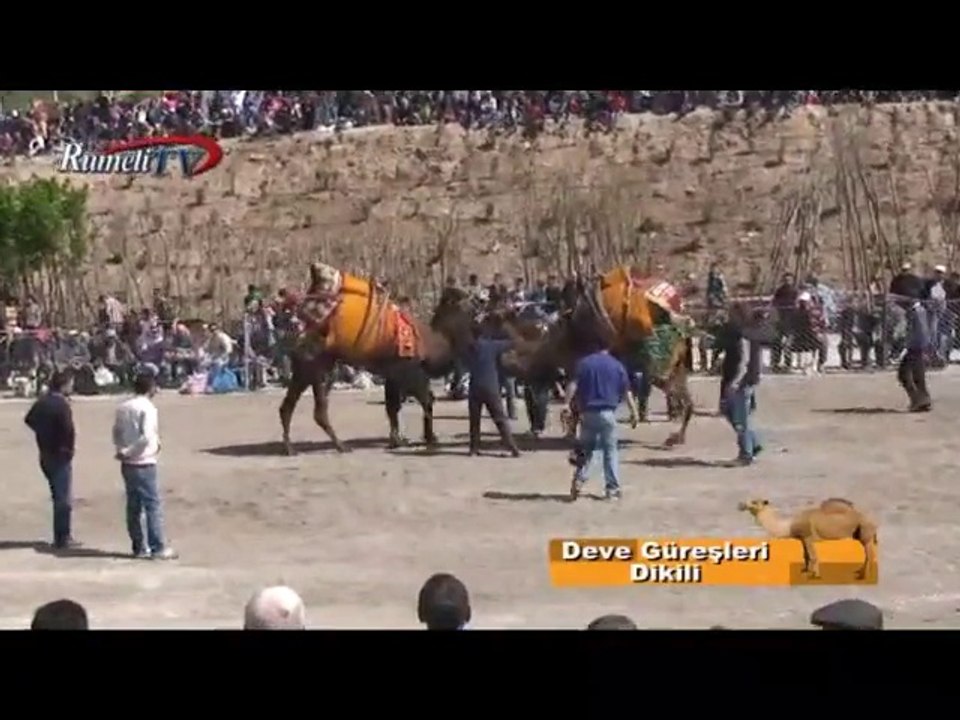 Rumeli TV Deve Güreşleri Dikili Bölüm 1