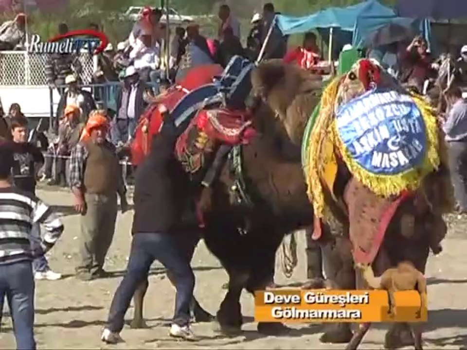 Rumeli TV Deve Güreşleri Gölmarmara Bölüm 2